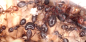 Preview: Camponotus largiceps